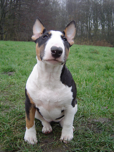 Miniature English Bull Terrier Puppies