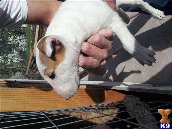 Miniature English Bull Terrier Puppies For Sale In California