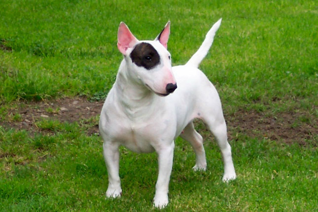 Miniature English Bull Terrier Puppies For Sale In California