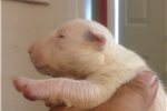 Miniature English Bull Terrier Puppies For Sale In California