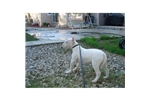 Miniature English Bull Terrier Puppies For Sale In Texas