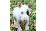 Miniature English Bull Terrier Puppies For Sale In Texas