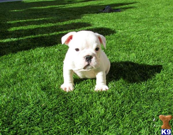 Miniature English Bulldog Puppies For Sale California