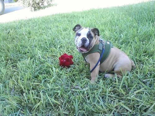 Miniature English Bulldog Puppies For Sale In Austin Texas