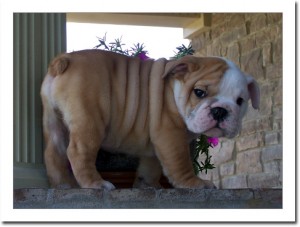 Miniature English Bulldog Puppies For Sale In Austin Texas