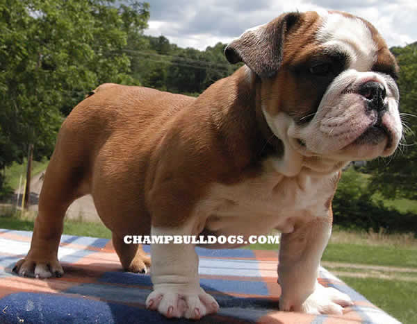 Miniature English Bulldog Puppies For Sale In Louisiana