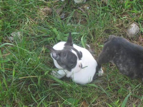 Miniature English Bulldog Puppies For Sale In Mn