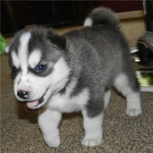 Miniature Huskies For Sale