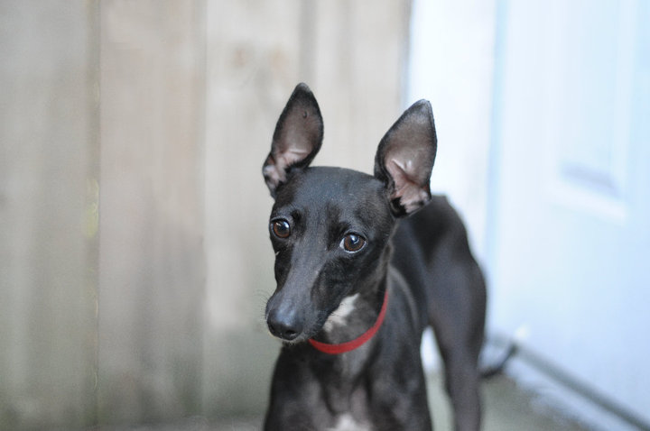 Miniature Italian Greyhound Dog