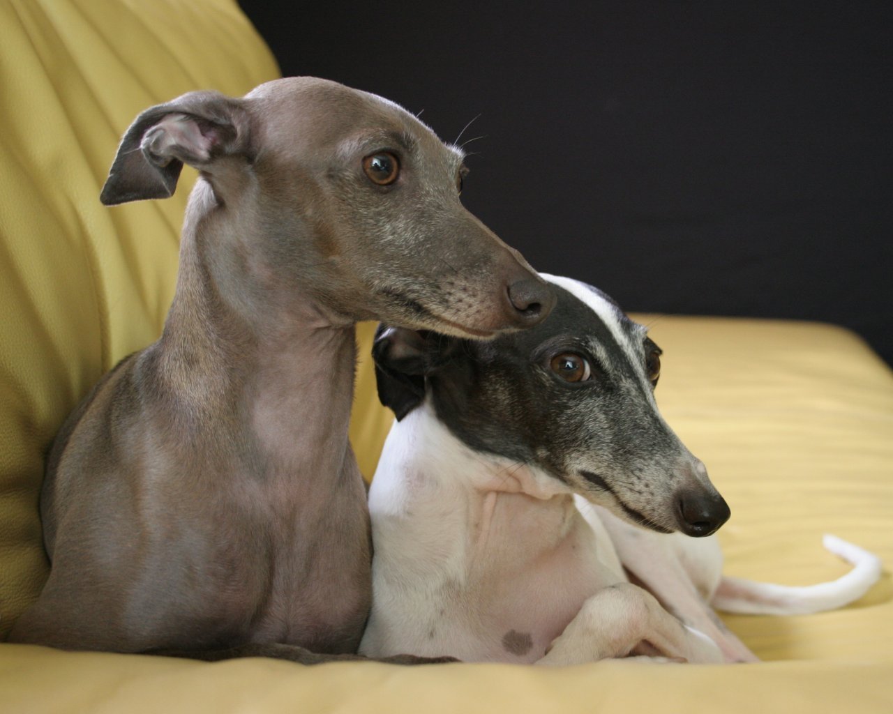 Miniature Italian Greyhound Dog