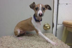 Miniature Italian Greyhound Dog