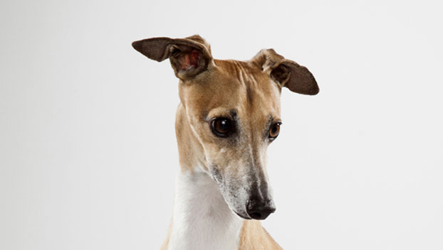 Miniature Italian Greyhound Dog