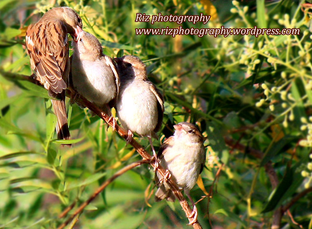 Mother Bird Feeding Baby Birds