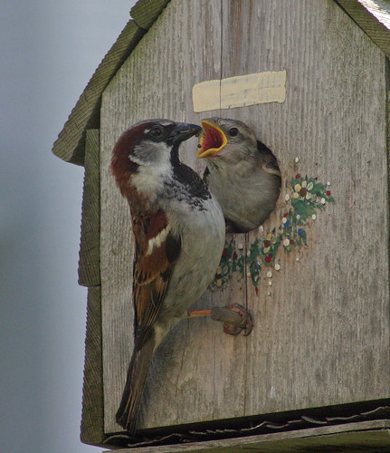 Mother Bird Feeding Baby Birds