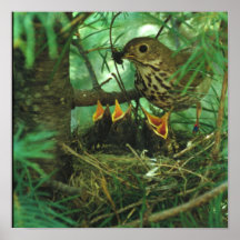 Mother Bird Feeding Baby Birds