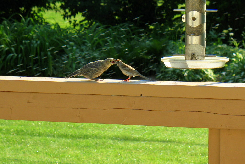 Mother Bird Feeding Baby Birds