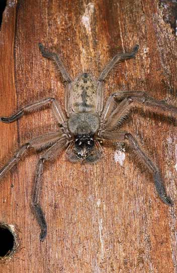 Native Nz Spiders