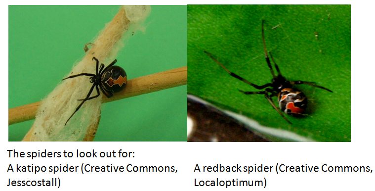 Native Nz Spiders