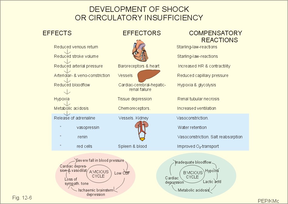 Negative Feedback Inhibition Definition