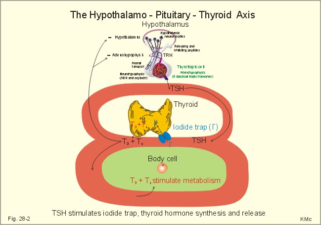 Negative Feedback Inhibition Hormones