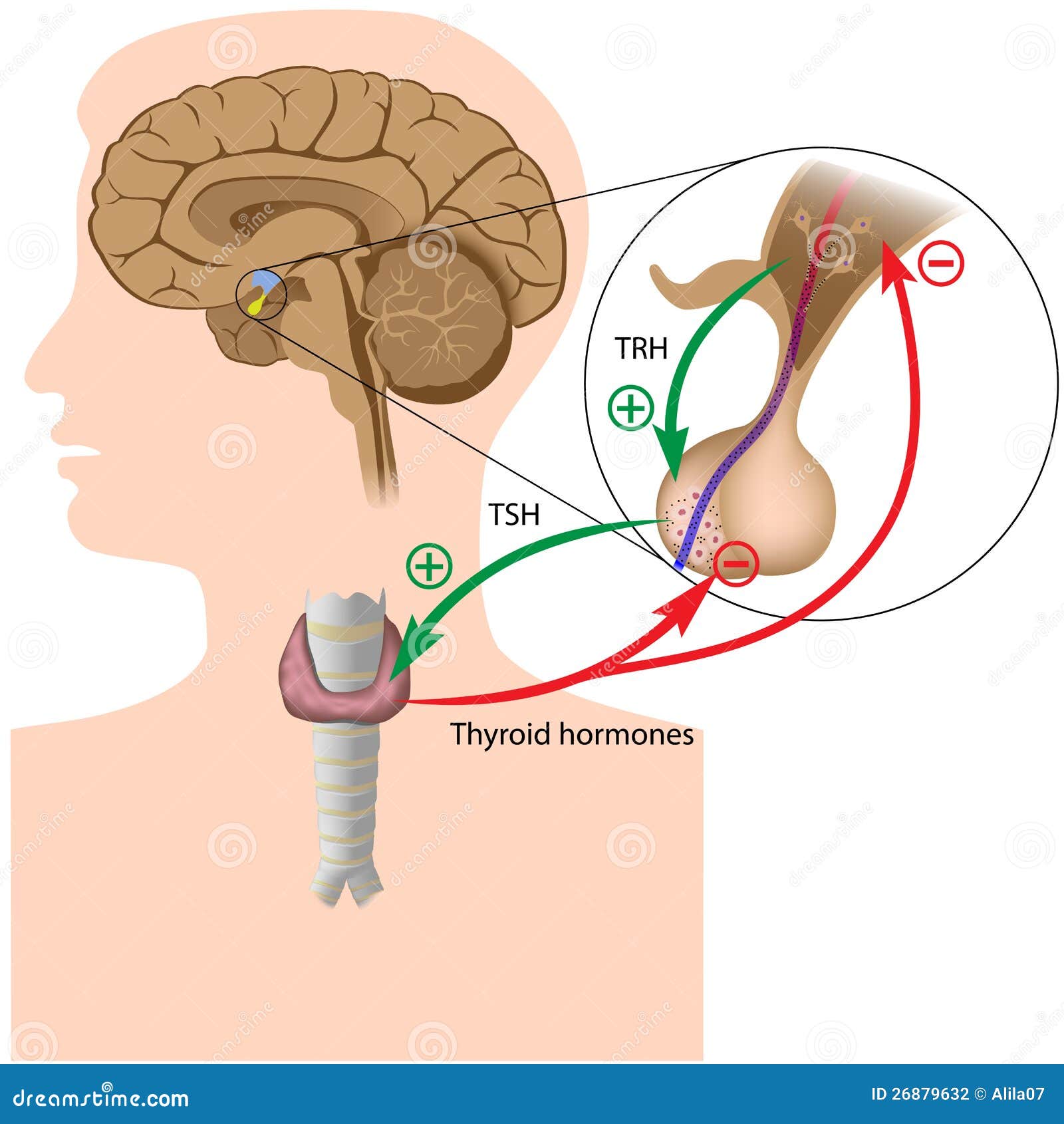 Negative Feedback Inhibition Hormones