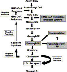 Negative Feedback Inhibition In A Metabolic Pathway