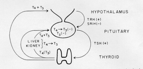 Negative Feedback Inhibition Occurs When Trh