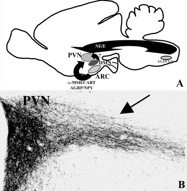 Negative Feedback Inhibition Occurs When Trh