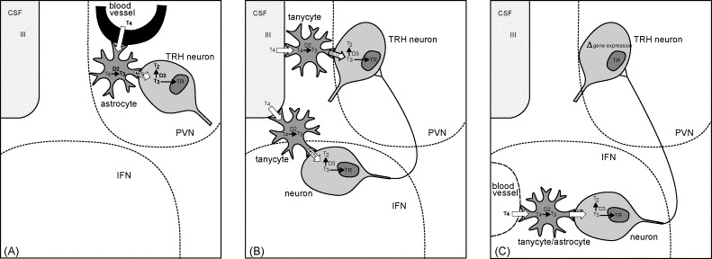 Negative Feedback Inhibition Occurs When Trh