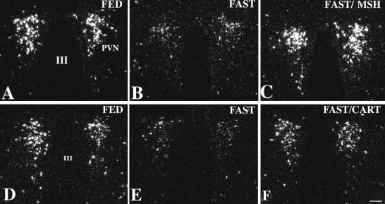 Negative Feedback Inhibition Occurs When Trh