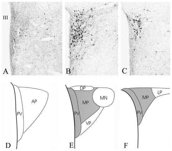 Negative Feedback Inhibition Occurs When Trh