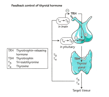 Negative Feedback Loop Biology