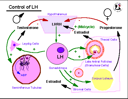 Negative Feedback Loop Biology