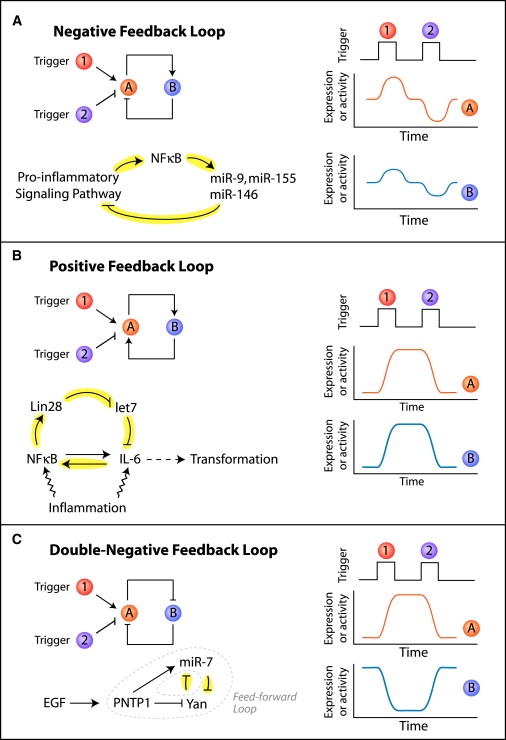 Negative Feedback Loop Biology Example