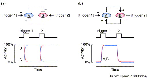 Negative Feedback Loop Biology Example