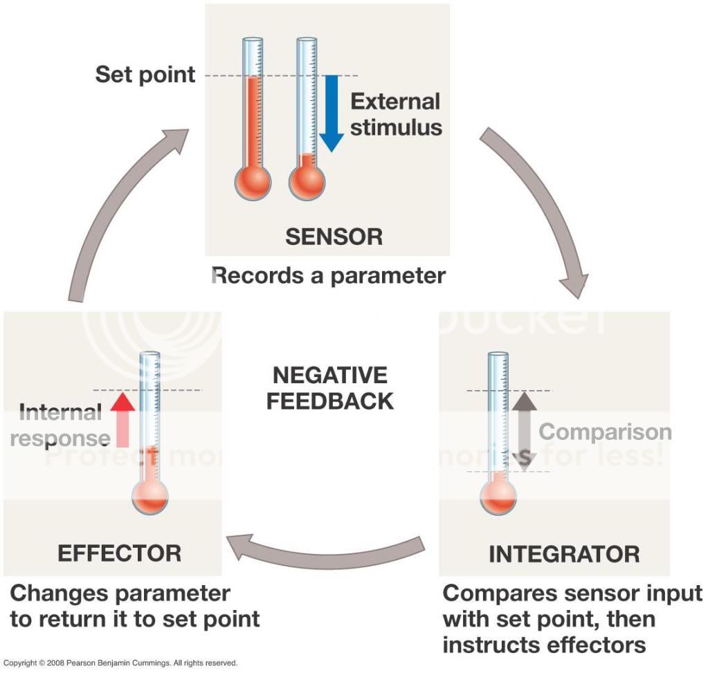 Negative Feedback Loop Body Temperature