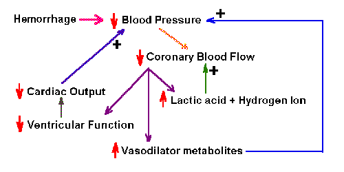 Negative Feedback Loop Body Temperature