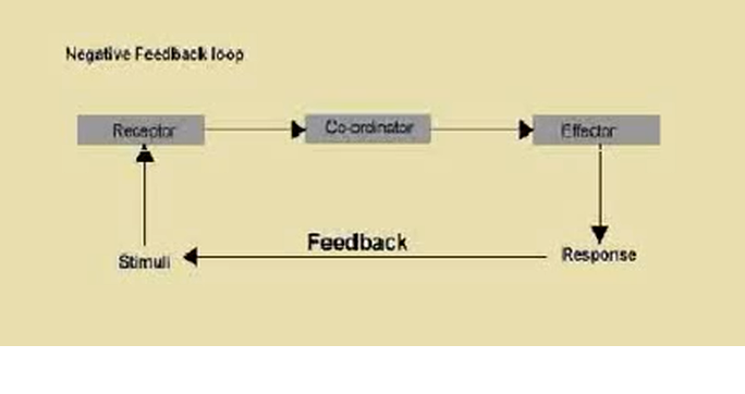 Negative Feedback Loop Body Temperature