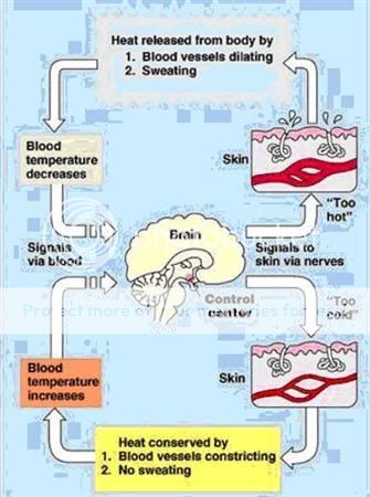 Negative Feedback Loop Body Temperature