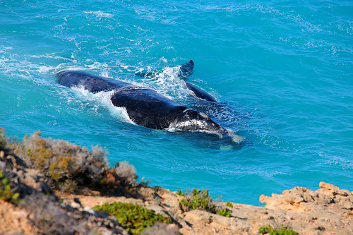 Nullarbor Cliffs In Southern Australia