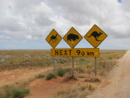 Nullarbor Links Golf Course Border Kangaroo