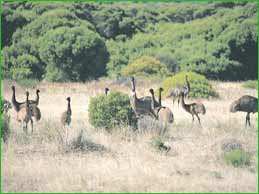 Nullarbor National Park Accommodation