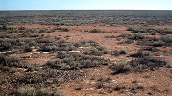 Nullarbor Nymph