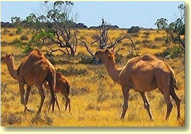 Nullarbor Plain Australia