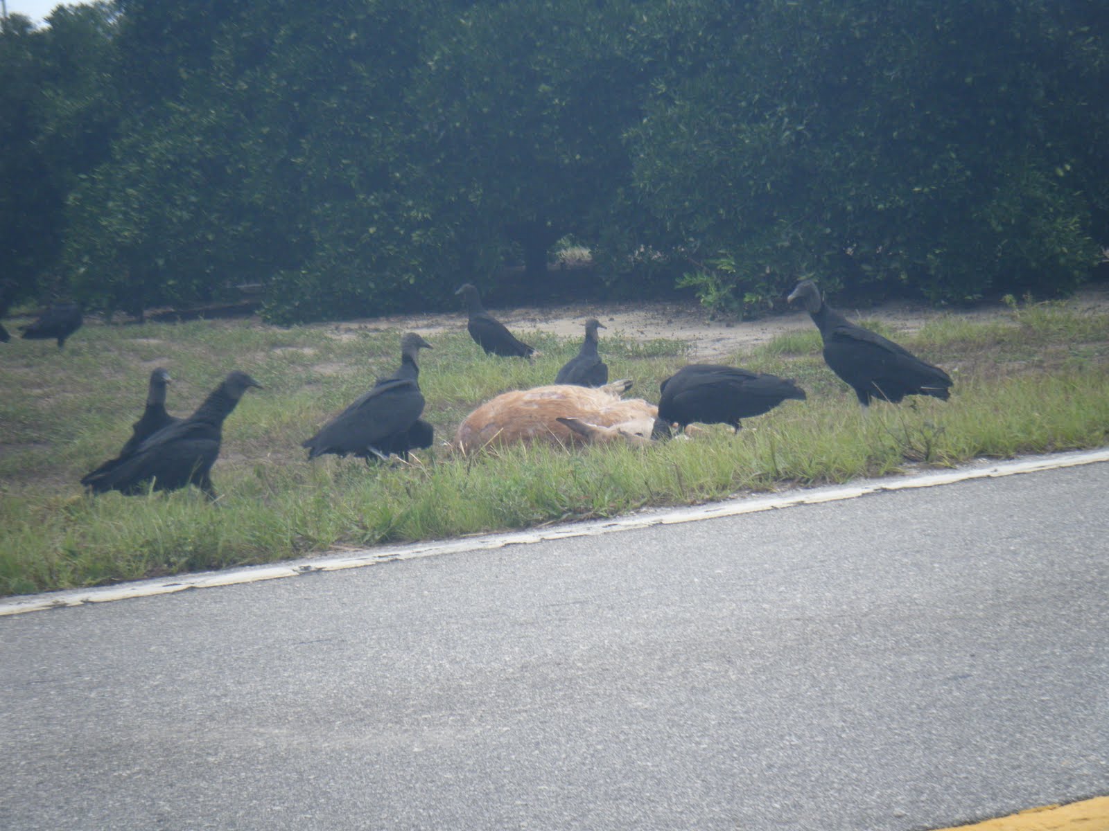 Nullo Mountain Deer