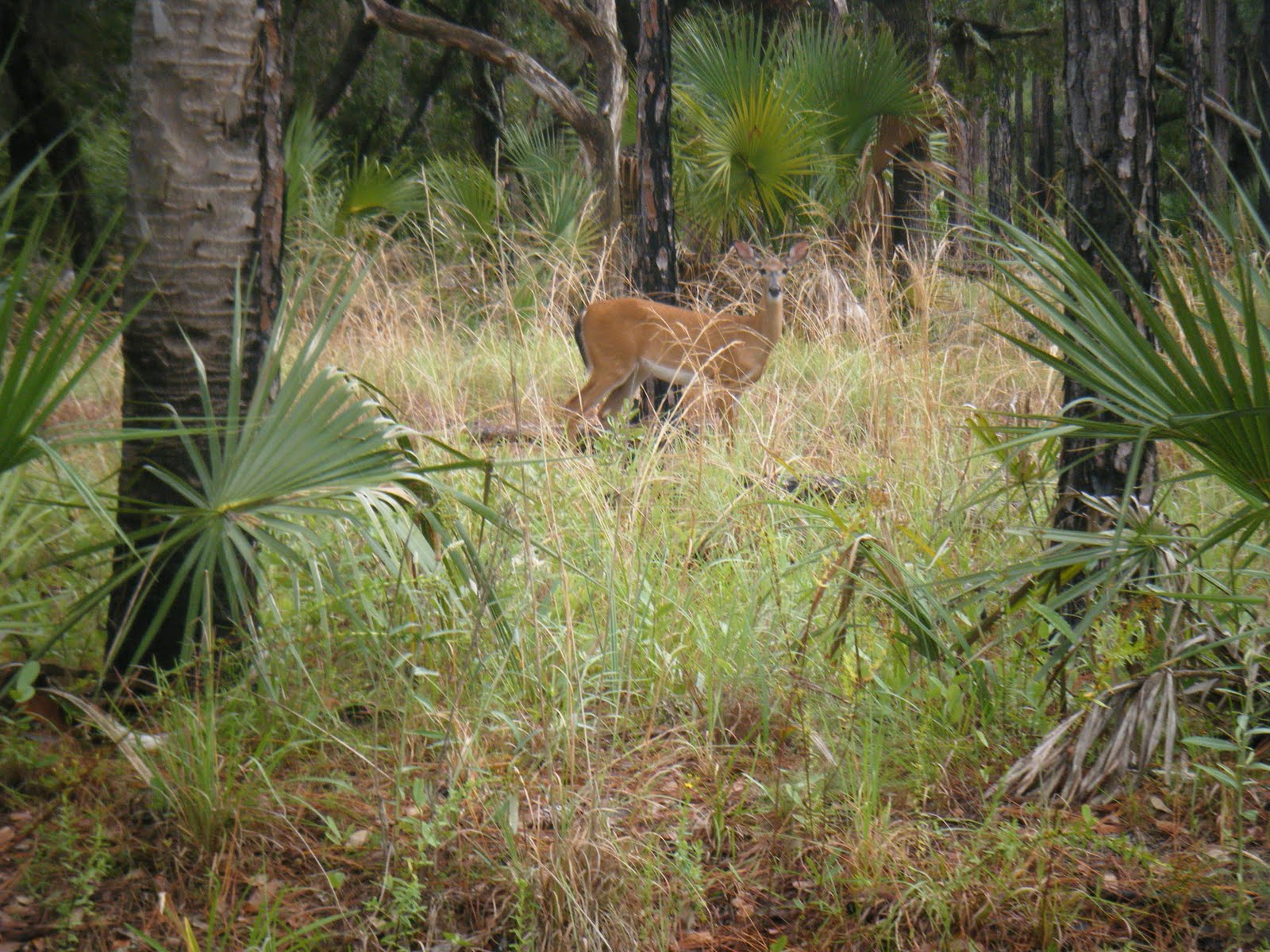 Nullo Mountain Deer