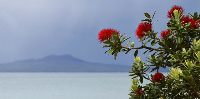 Nz Christmas