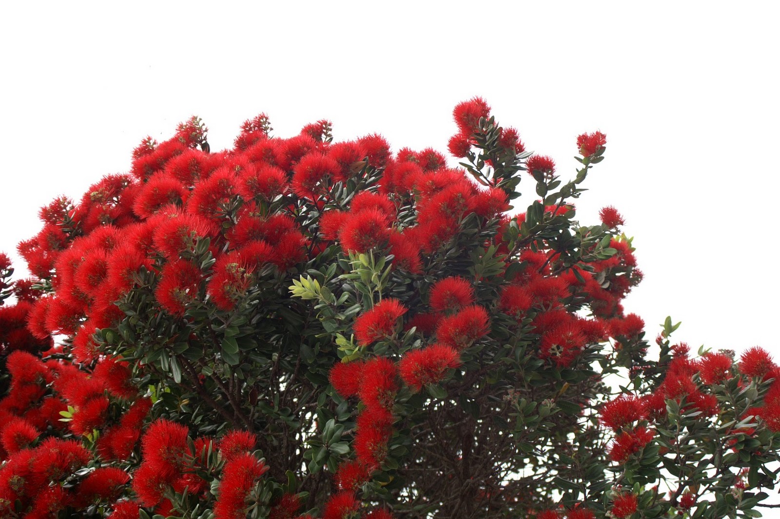 Nz Christmas