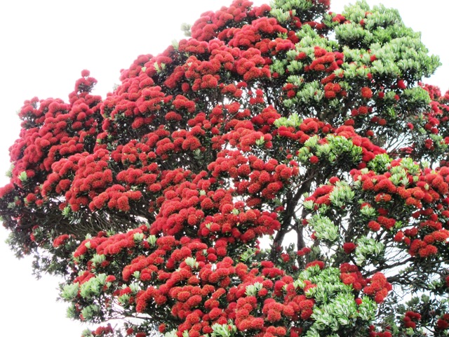 Nz Christmas