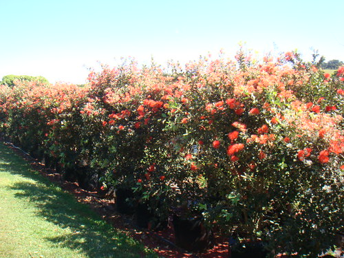 Nz Christmas Bush